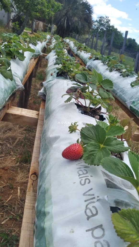 Chácara com 3 quartos à venda em Zona Rural, São Sepé/RS — foto 12 de 12