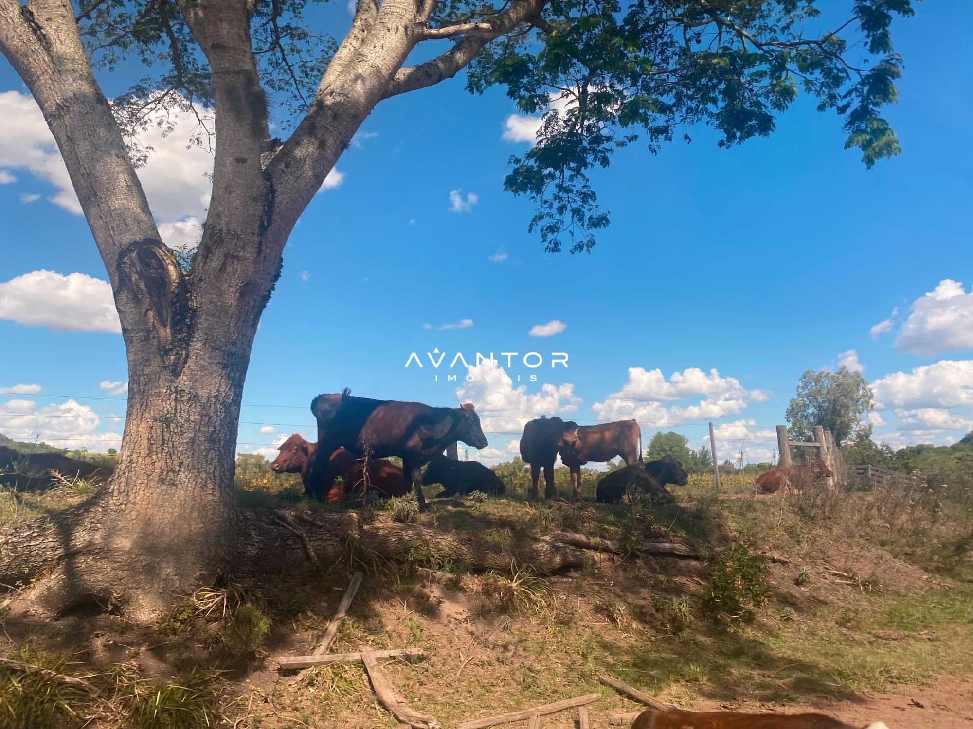 Campo à venda em Rural, São Pedro do Sul/RS — foto 3 de 26
