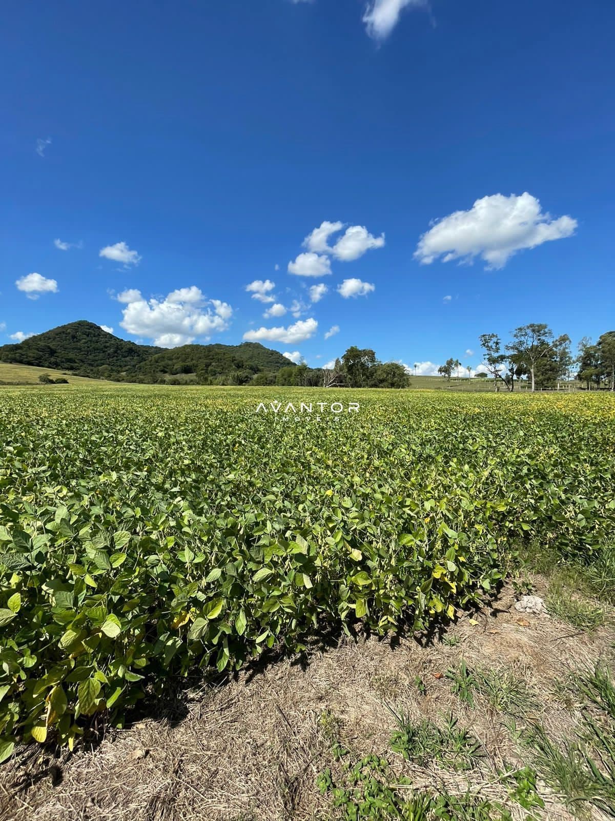 Campo à venda em Rural, São Pedro do Sul/RS — foto 16 de 26