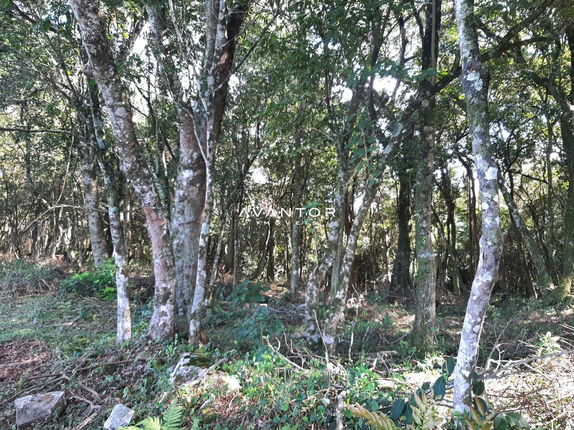 Campo à venda em Parque Pinhal, Itaara/RS — foto 5 de 8