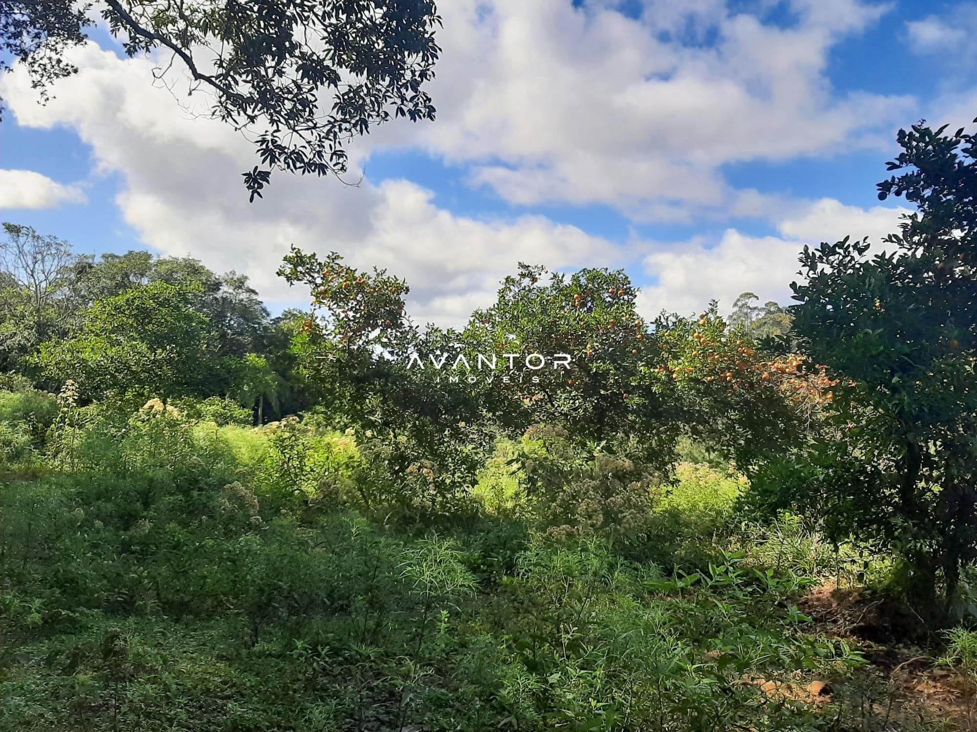 Campo à venda em Parque Pinhal, Itaara/RS — foto 6 de 8