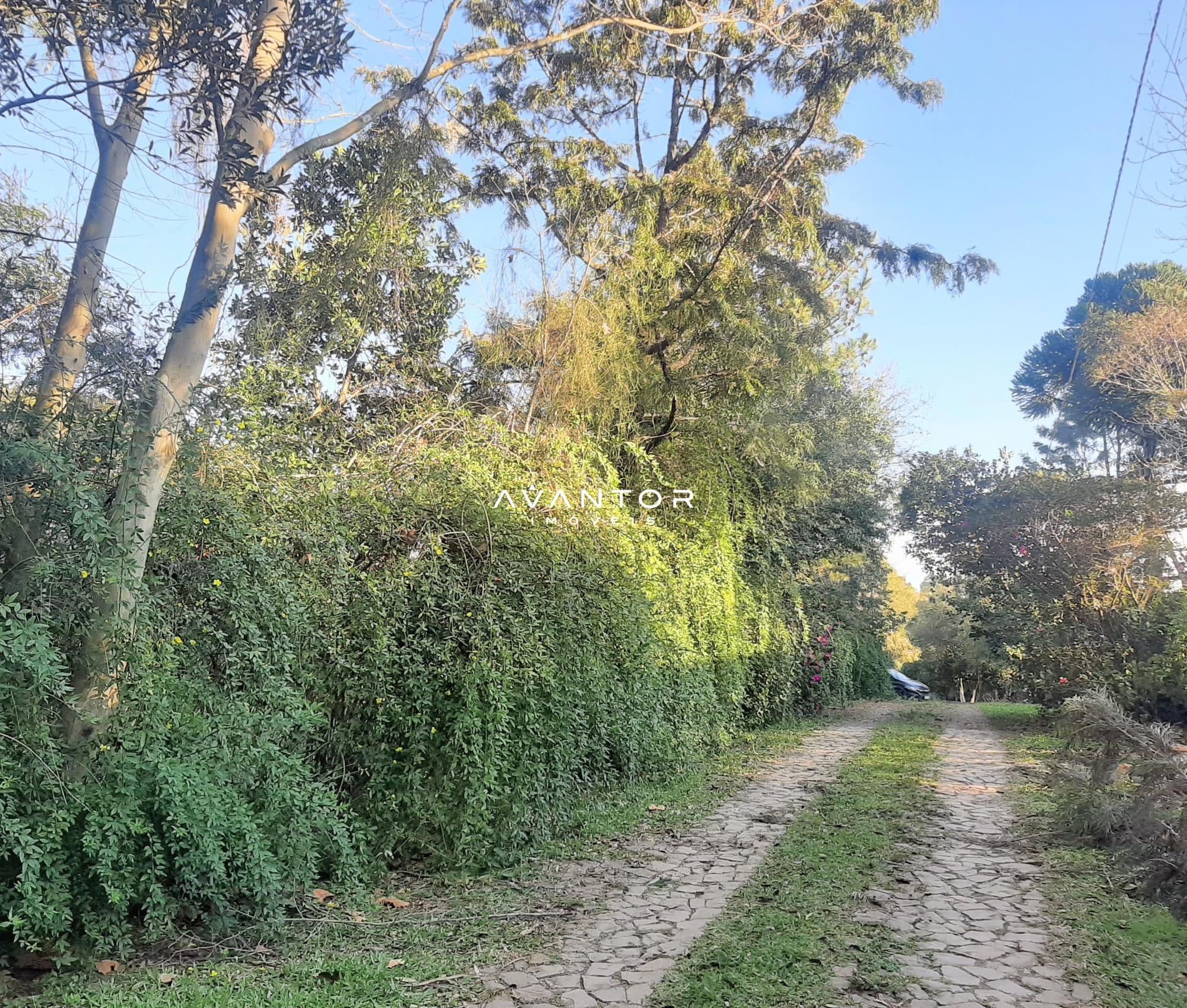 Acesso ao terreno com vegetação — Terreno à venda em Etelvina, Itaara/RS