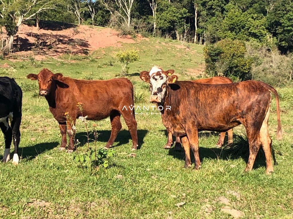Campo à venda em Zona rural, Dona Francisca/RS — foto 8 de 12