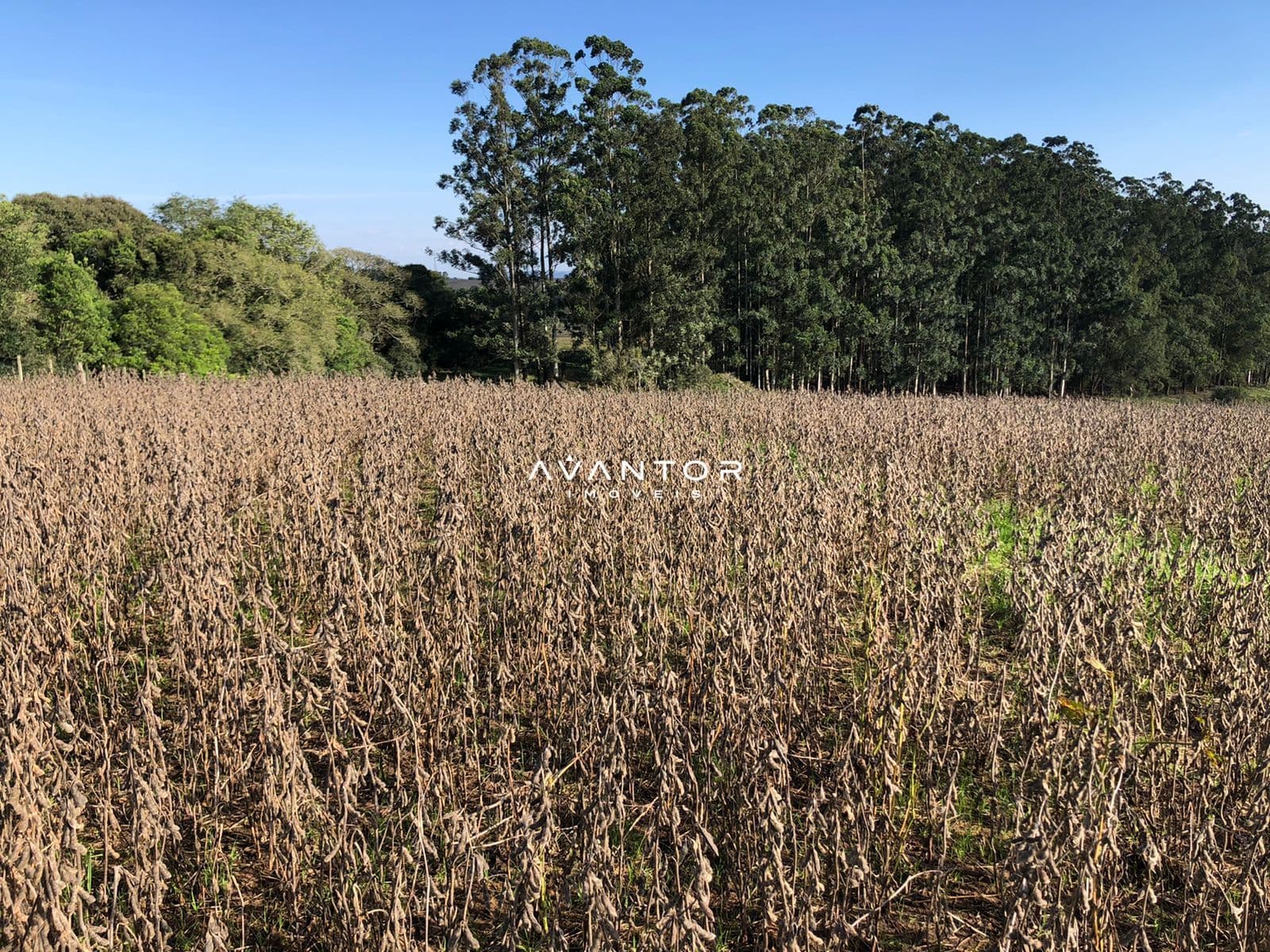 Terreno com plantação e mata ao fundo — Campo à venda em Nossa Senhora do Rosário, Santa Maria/RS