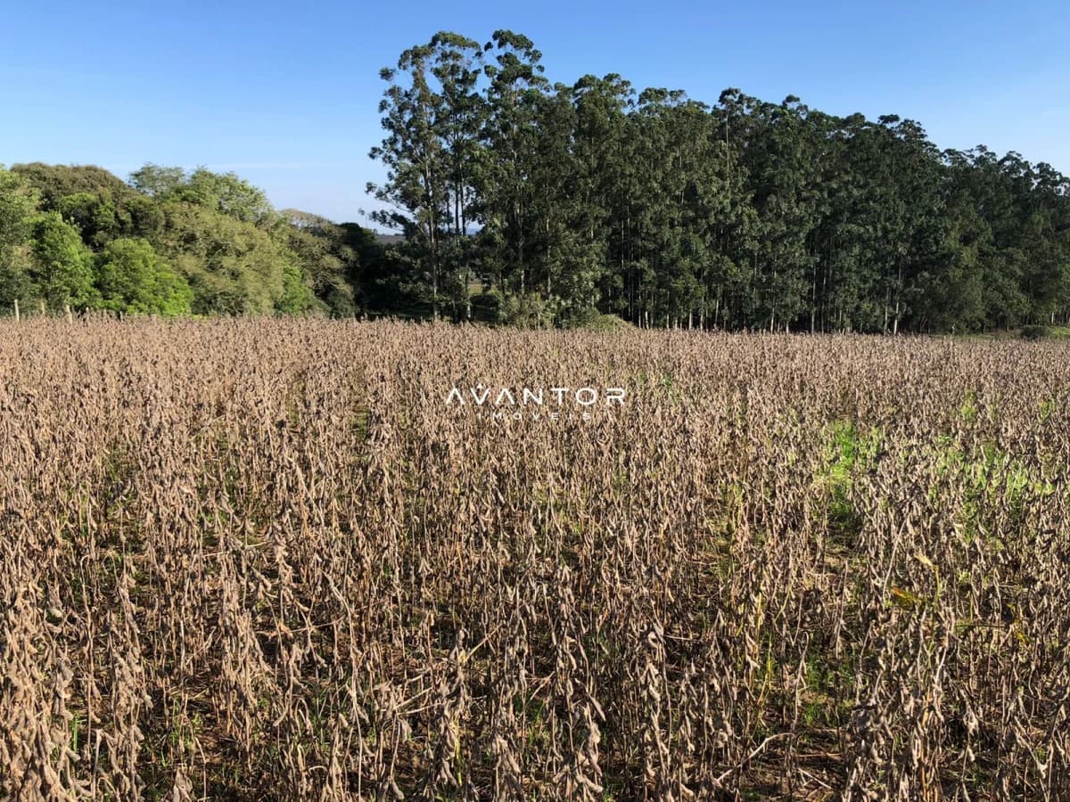 Terreno com plantação e mata ao fundo — Campo à venda em Nossa Senhora do Rosário, Santa Maria/RS