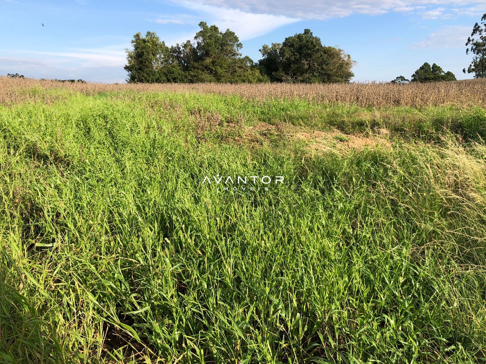 Campo à venda em Nossa Senhora do Rosário, Santa Maria/RS — foto 3 de 4