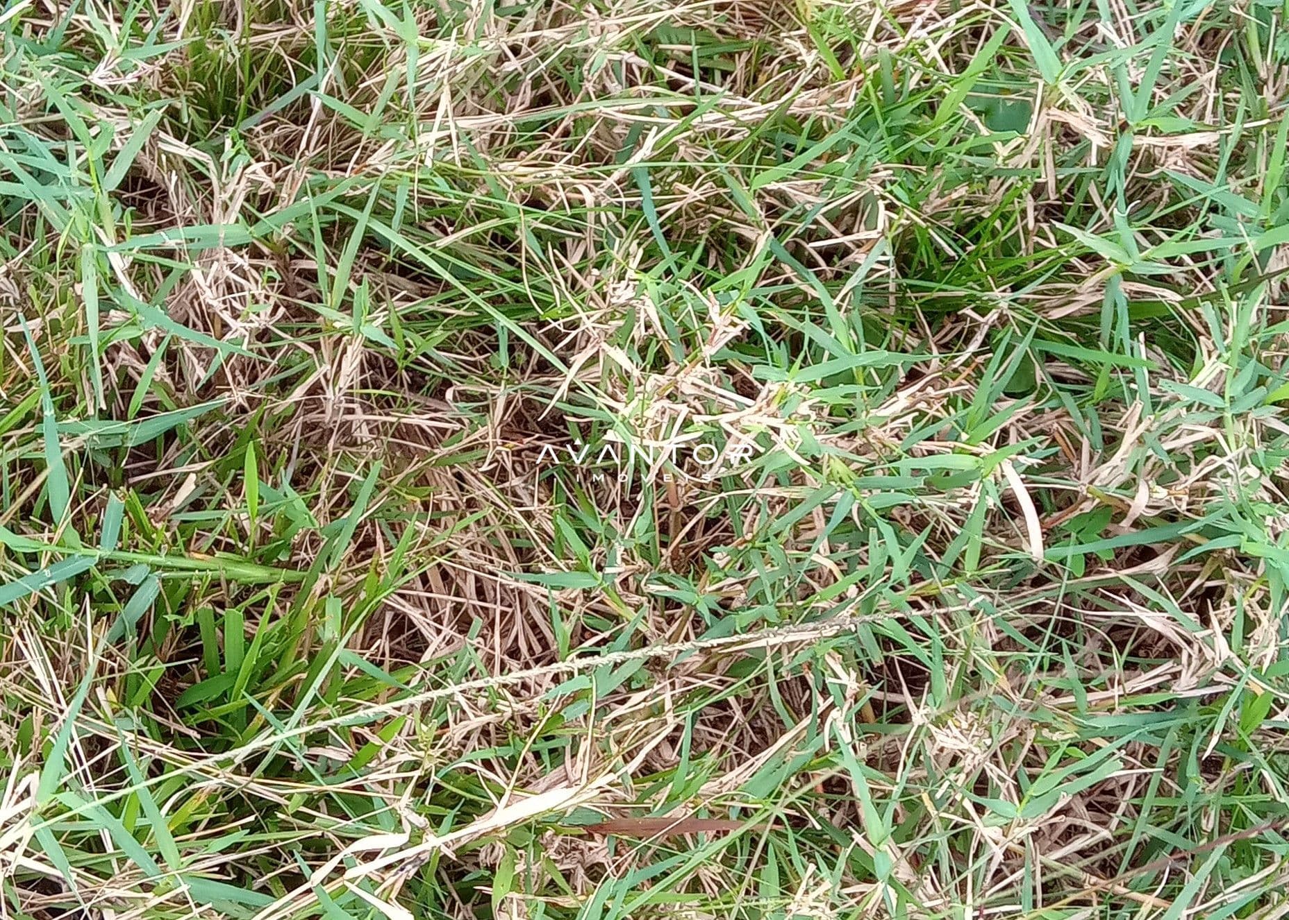 Campo à venda em Zona Rural, Cachoeira do Sul/RS — foto 6 de 26