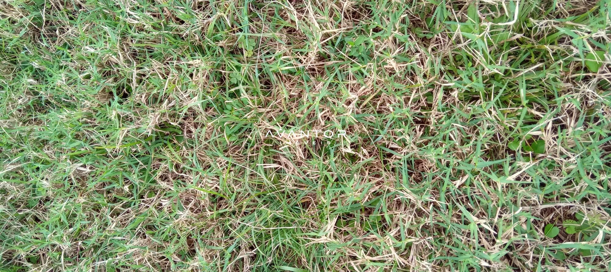 Campo à venda em Zona Rural, Cachoeira do Sul/RS — foto 7 de 26