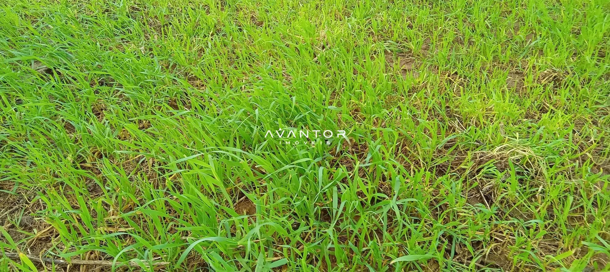 Campo à venda em Zona Rural, Cachoeira do Sul/RS — foto 11 de 26