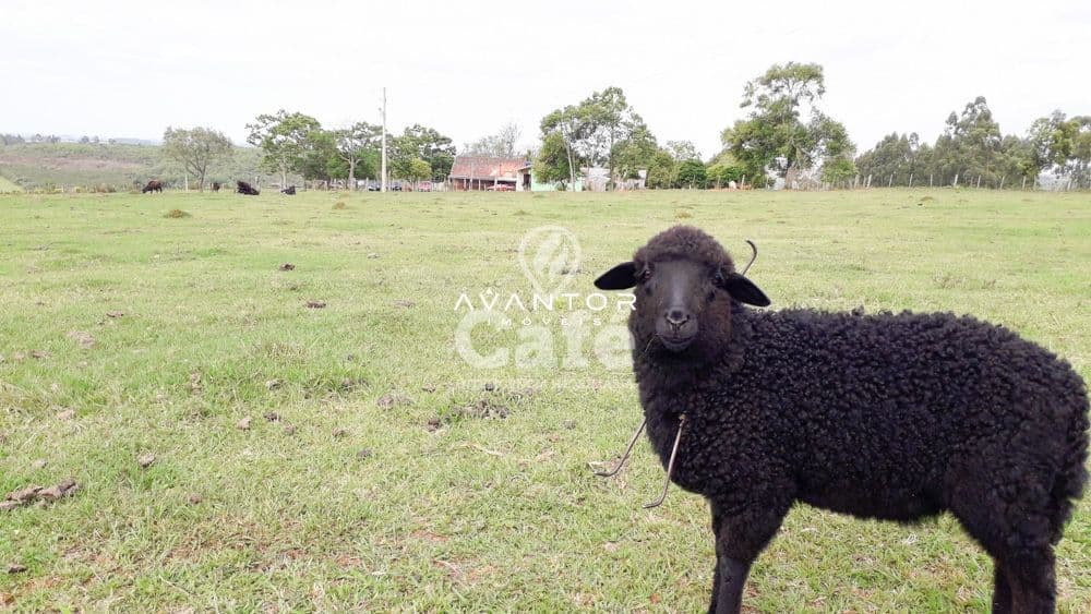Chácara com 3 quartos à venda em Zona Rural, São Sepé/RS — foto 35 de 35