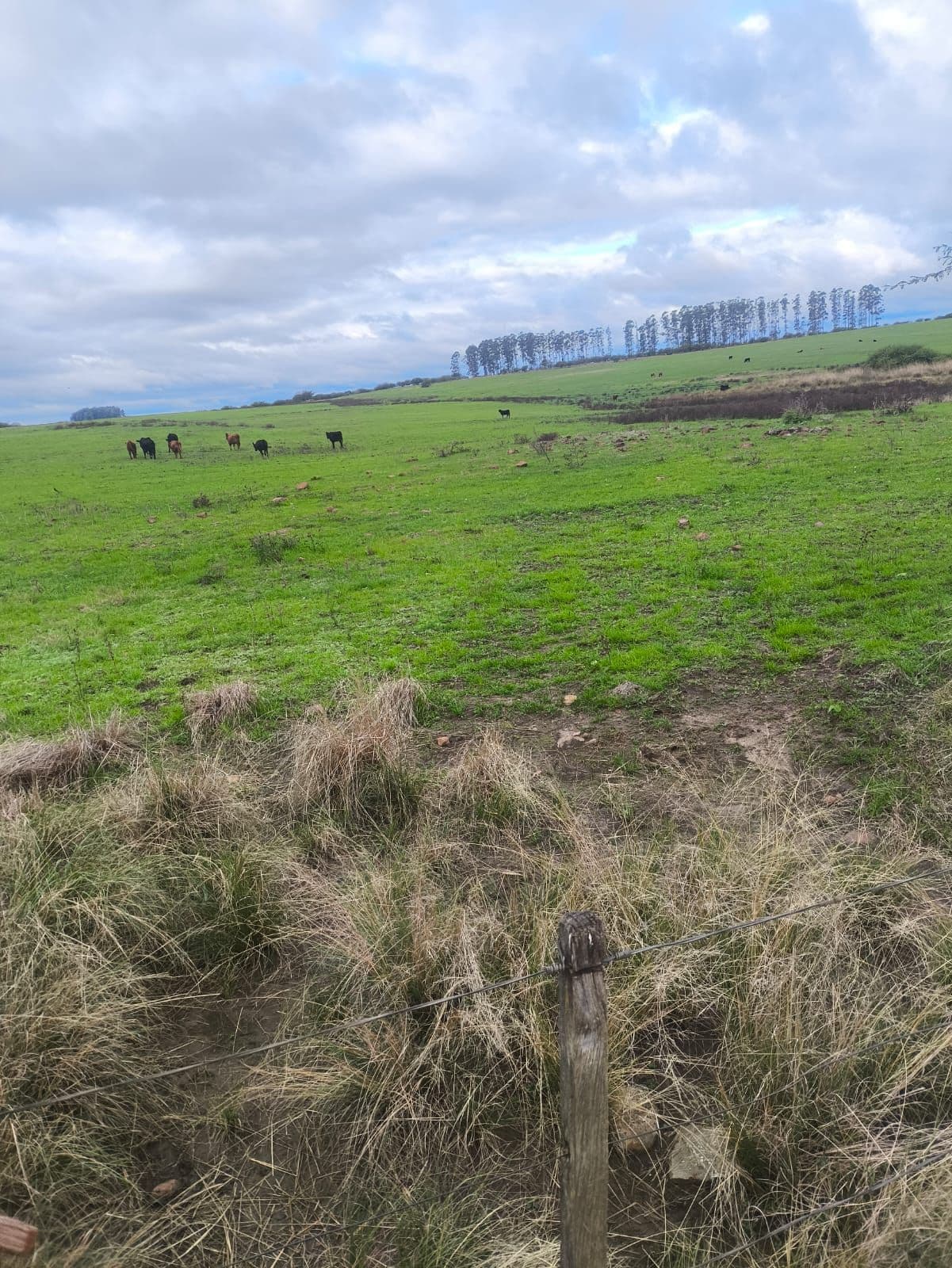 Terreno rural com pastagem e animais — Campo à venda em Zona Rural, Itacurubi/RS