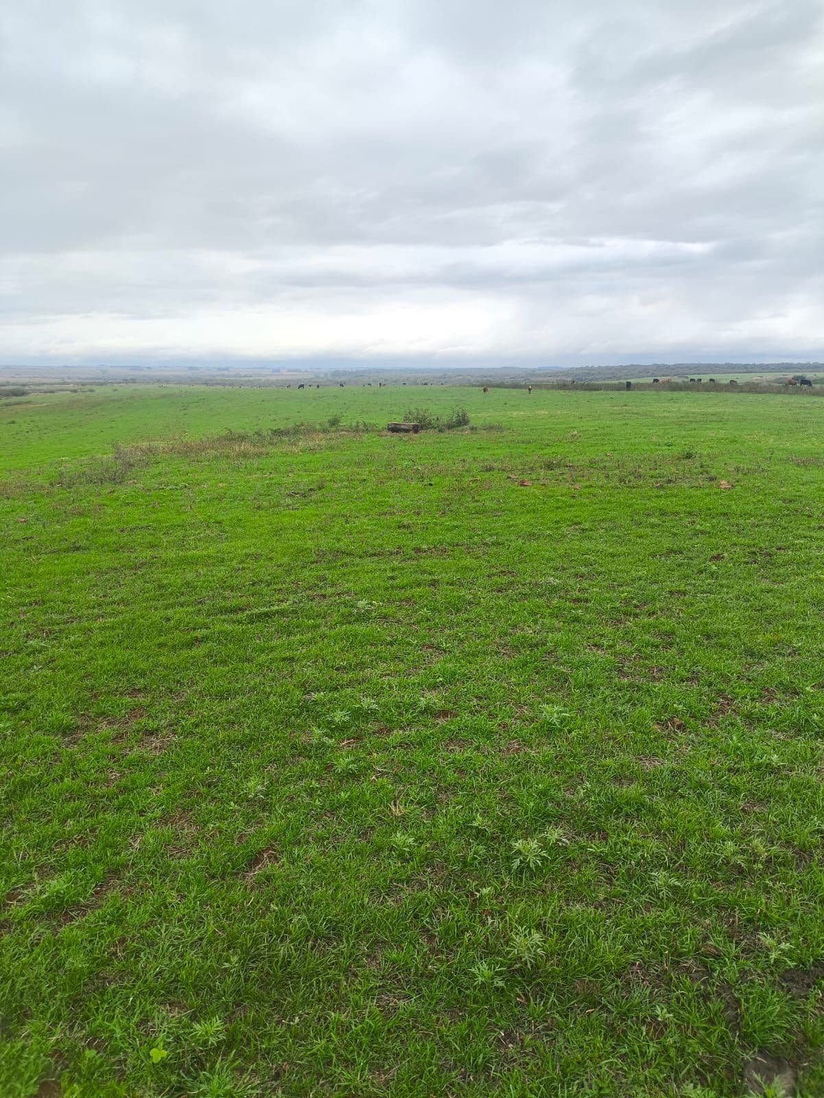 Campo à venda em Zona Rural, Itacurubi/RS — foto 2 de 4