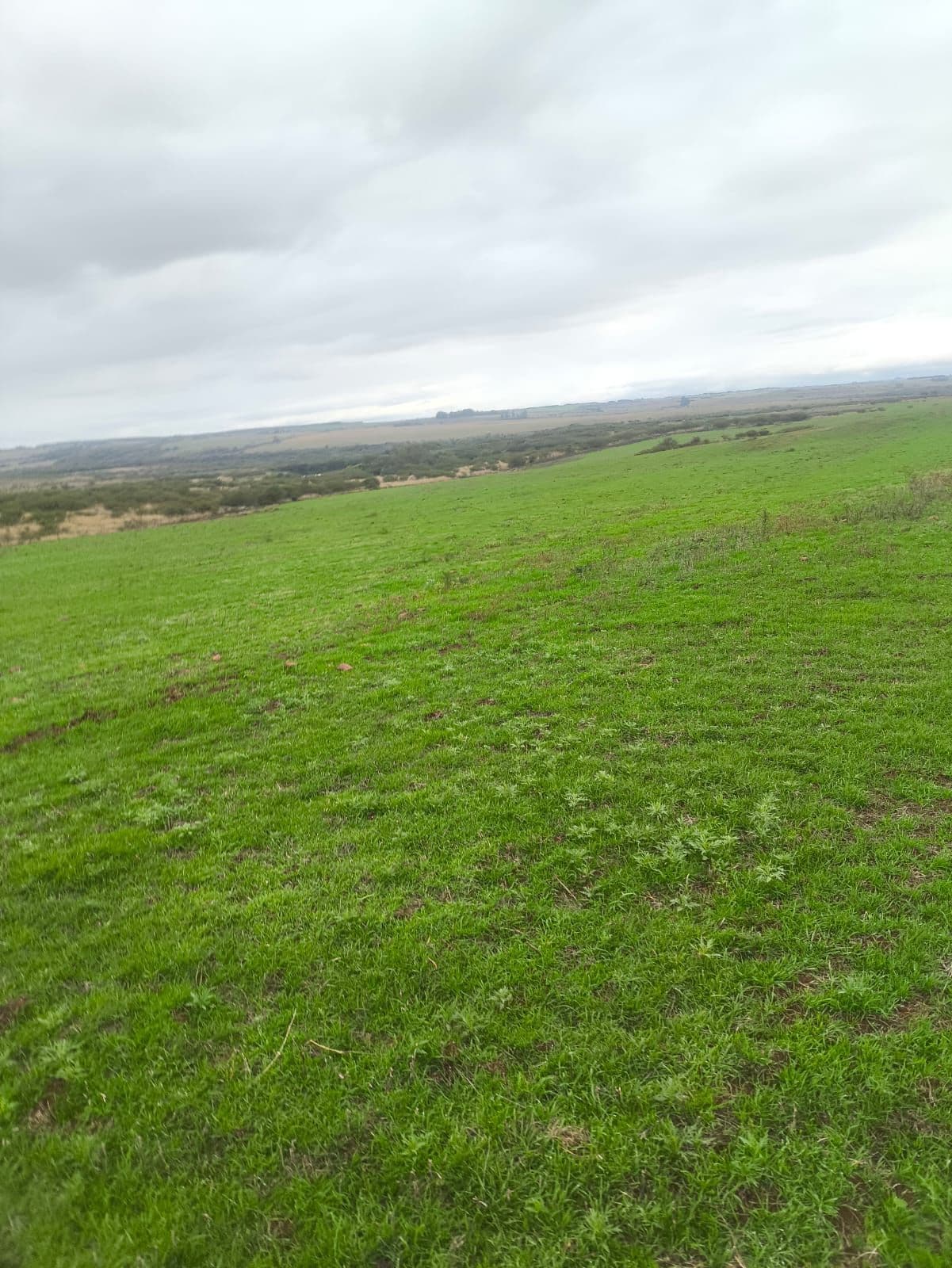 Campo à venda em Zona Rural, Itacurubi/RS — foto 4 de 4