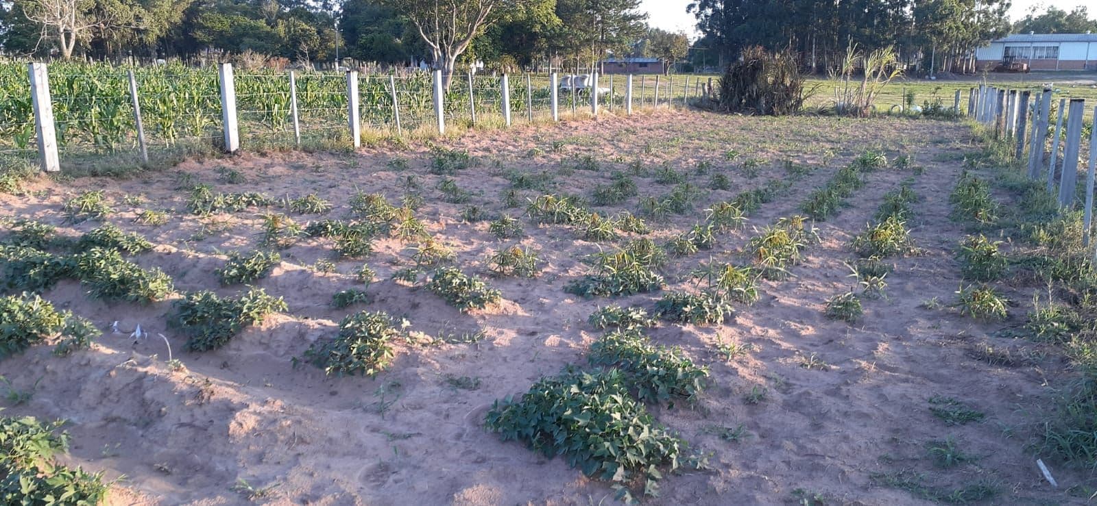Chácara com 1 quarto à venda em Interior, Dilermando de Aguiar/RS — foto 5 de 10