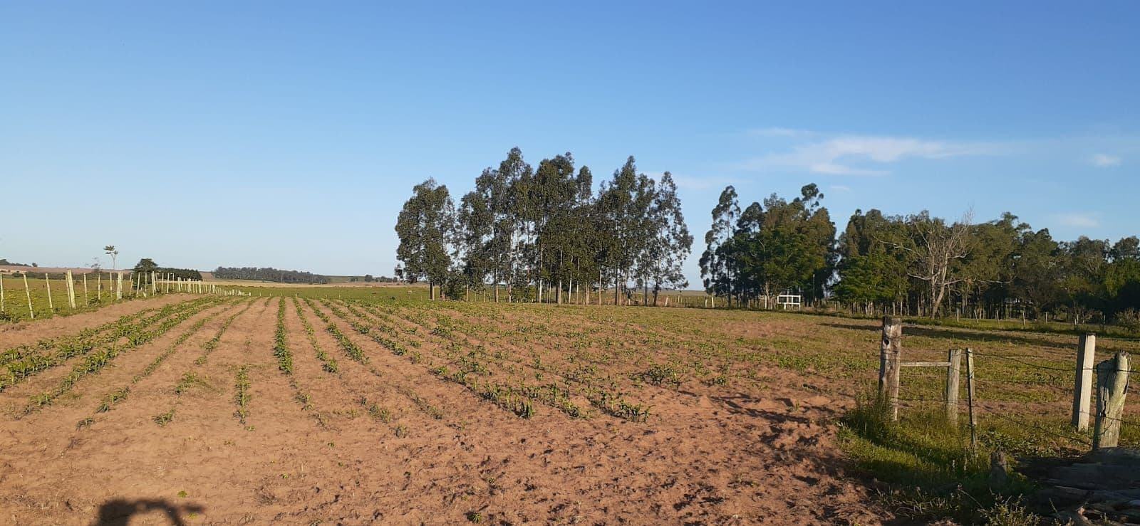 Chácara com 1 quarto à venda em Interior, Dilermando de Aguiar/RS — foto 9 de 10