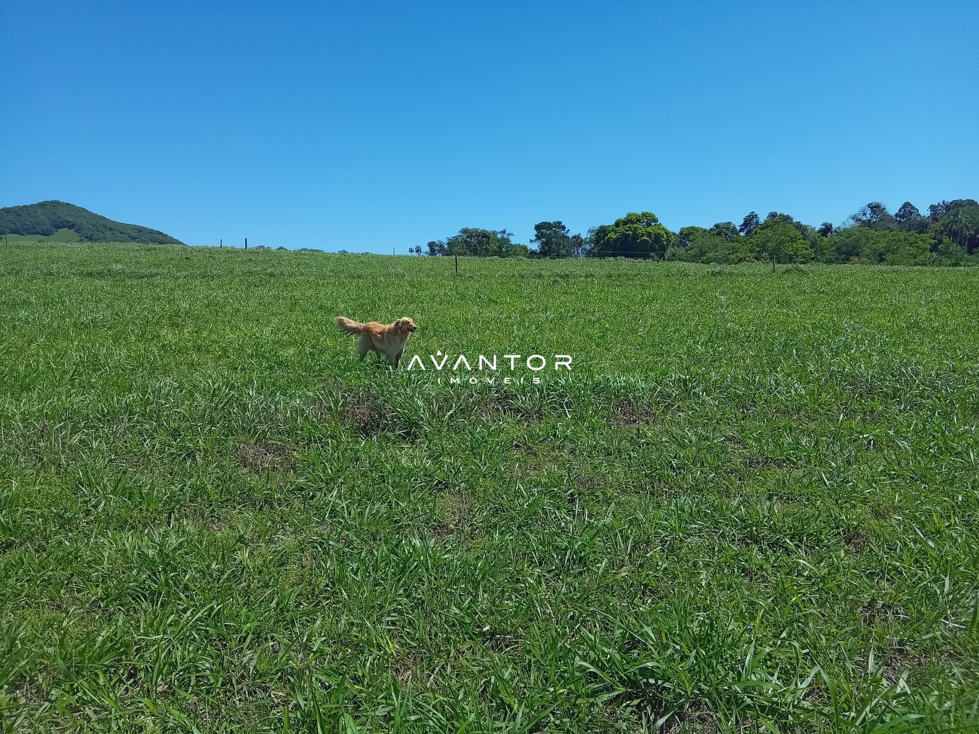 Chácara com 3 quartos à venda em Zona Rural, São Pedro do Sul/RS — foto 2 de 33