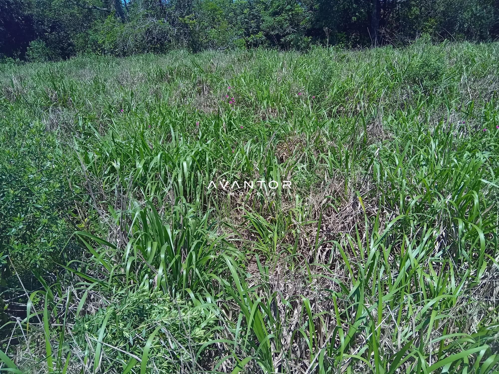 Chácara com 3 quartos à venda em Zona Rural, São Pedro do Sul/RS — foto 7 de 33