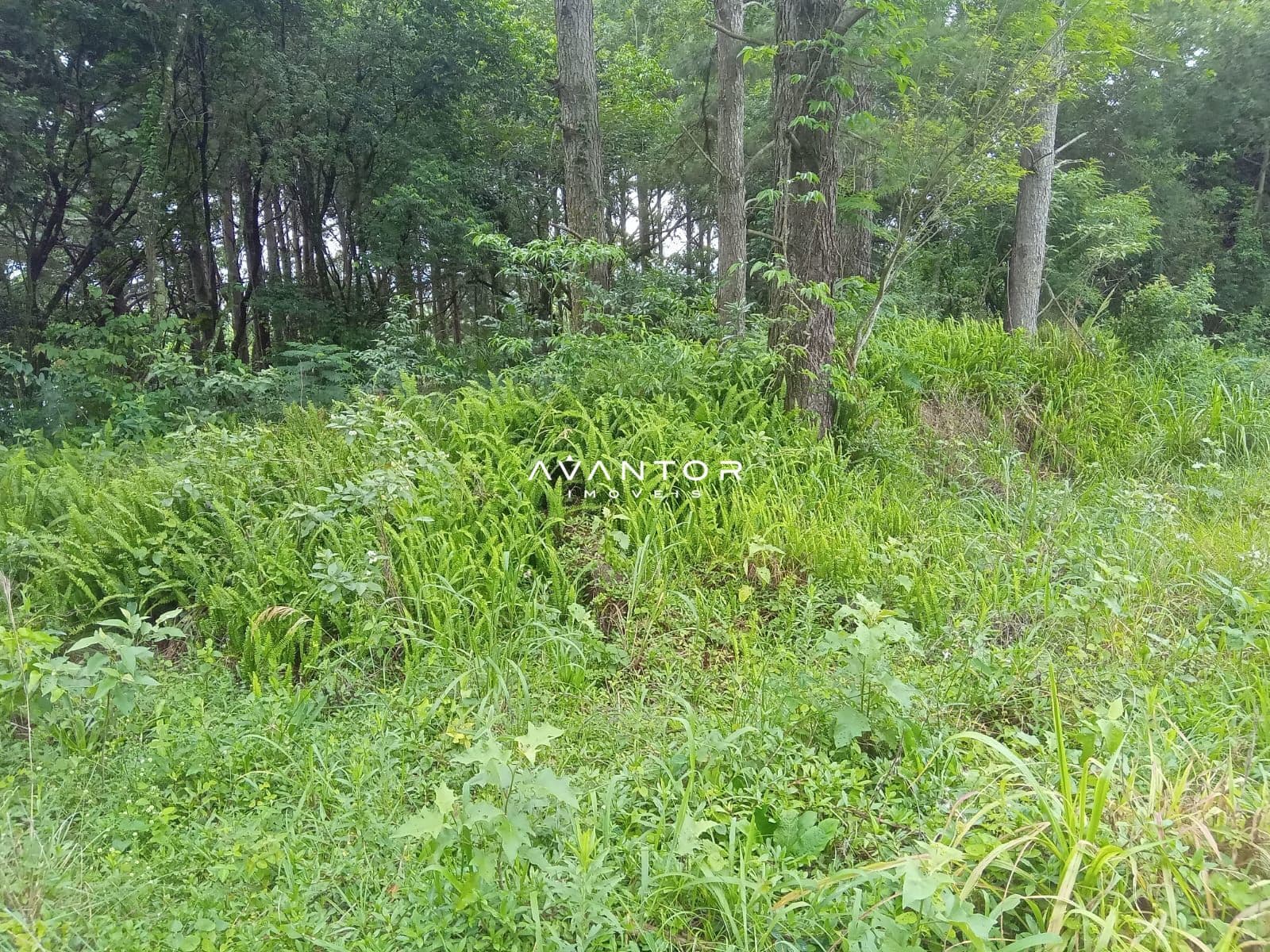 Terreno com vegetação e árvores — Terreno à venda em Nossa Senhora do Perpétuo Socorro, Santa Maria/RS