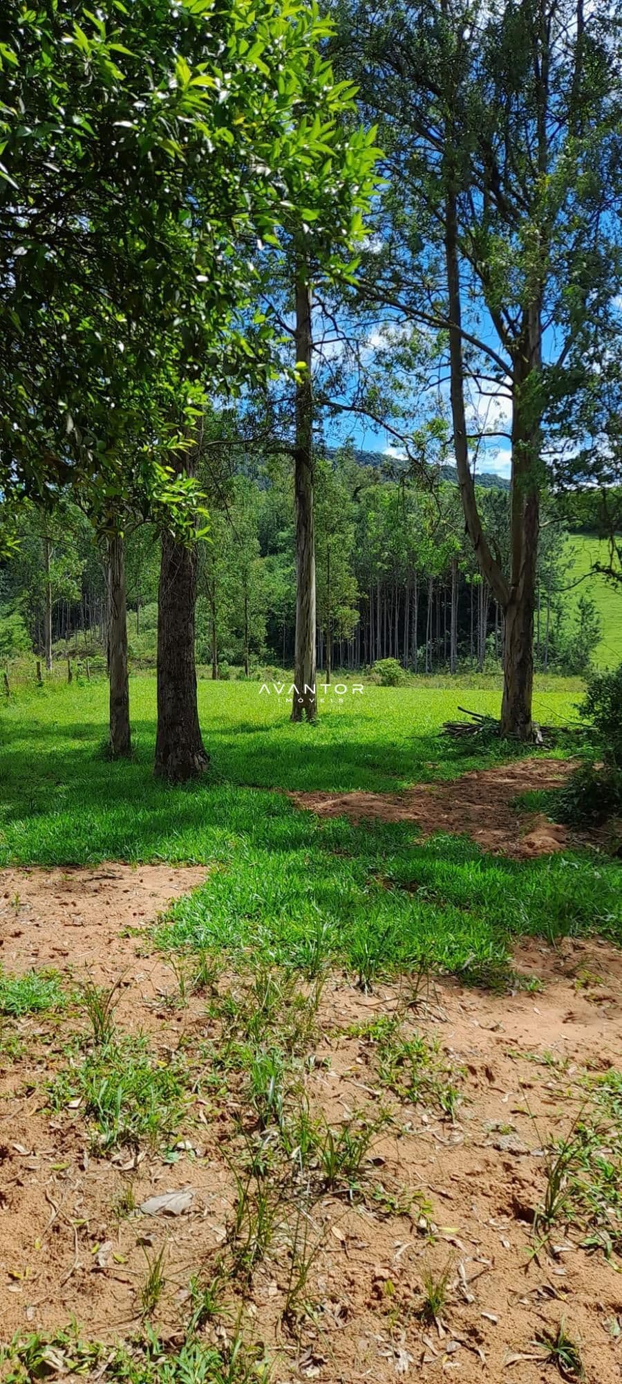 Terreno com mata nativa e árvores — Chácara à venda em Zona rural, São João do Polêsine/RS
