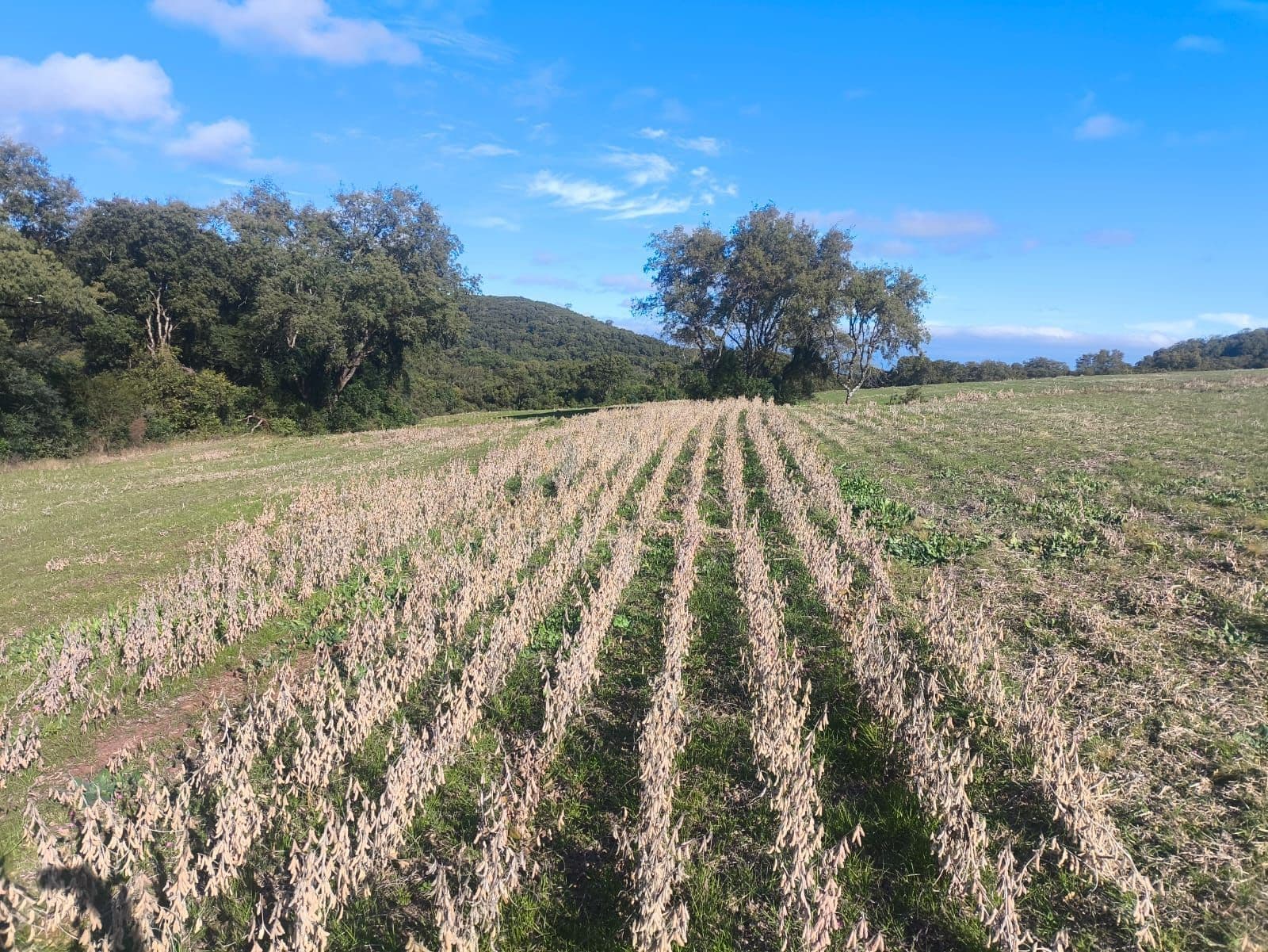 Terreno com plantação e vegetação ao fundo — Campo à venda em Zona Rural, São Francisco de Assis/RS