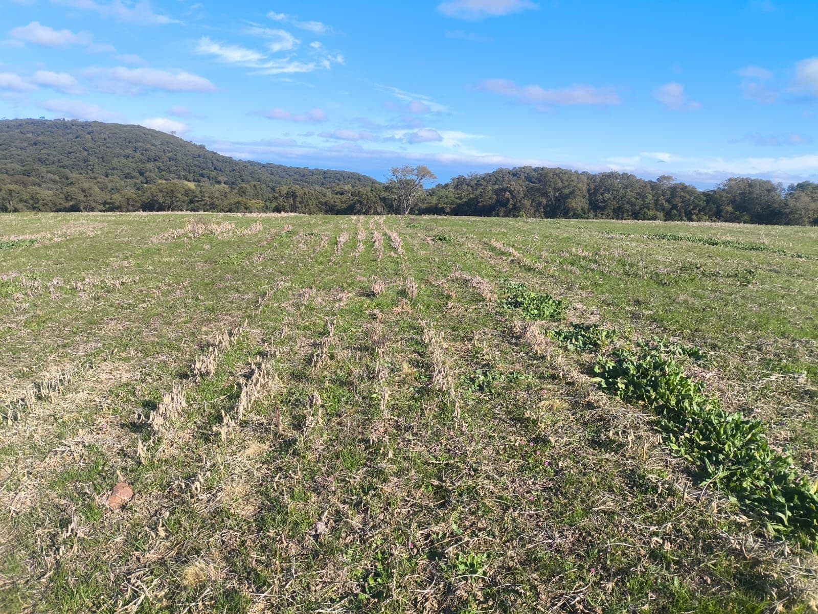 Campo à venda em Zona Rural, São Francisco de Assis/RS — foto 3 de 3