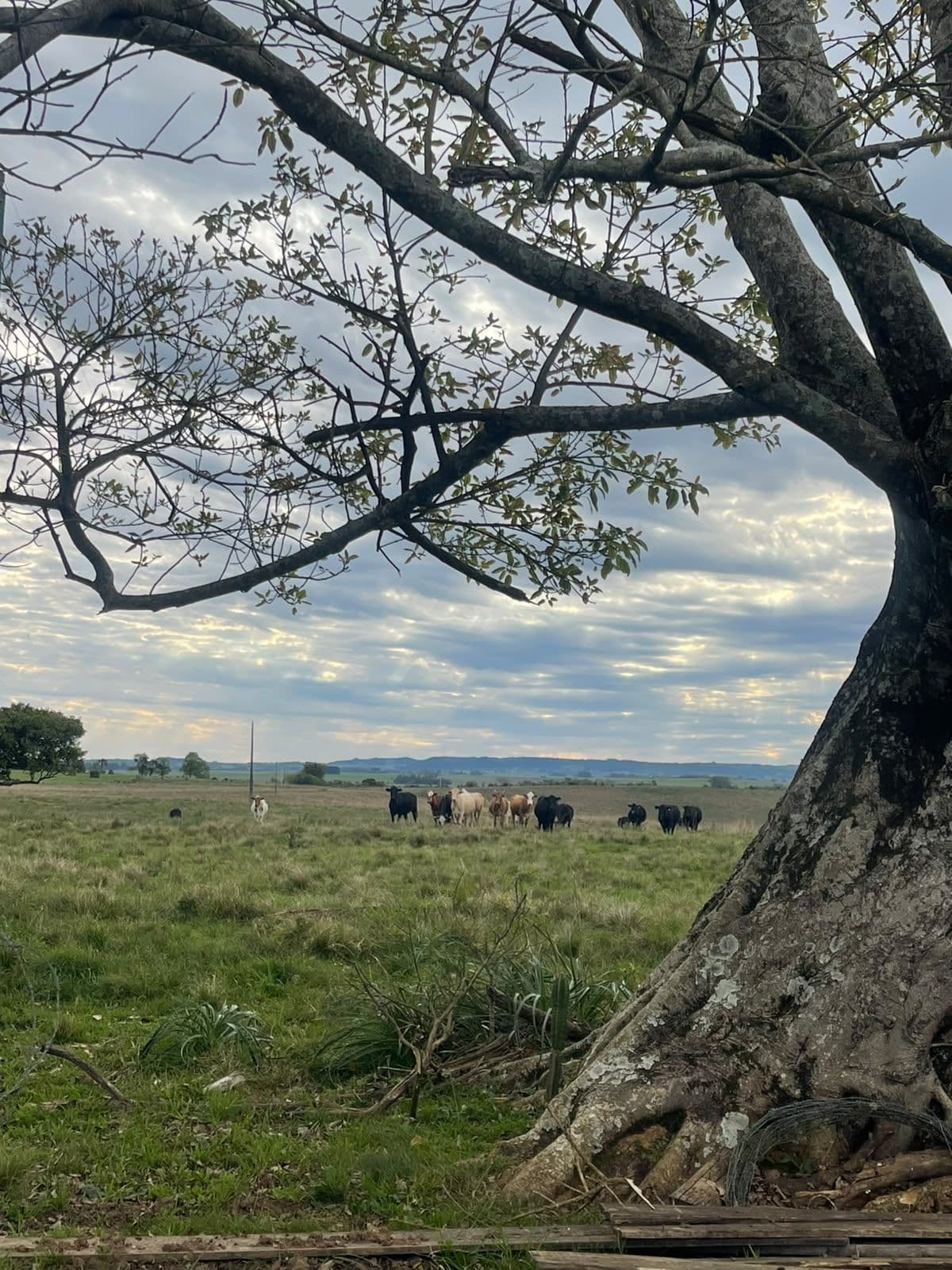 Vista da janela com pasto e animais — Campo à venda em Zona rural, Jaguari/RS
