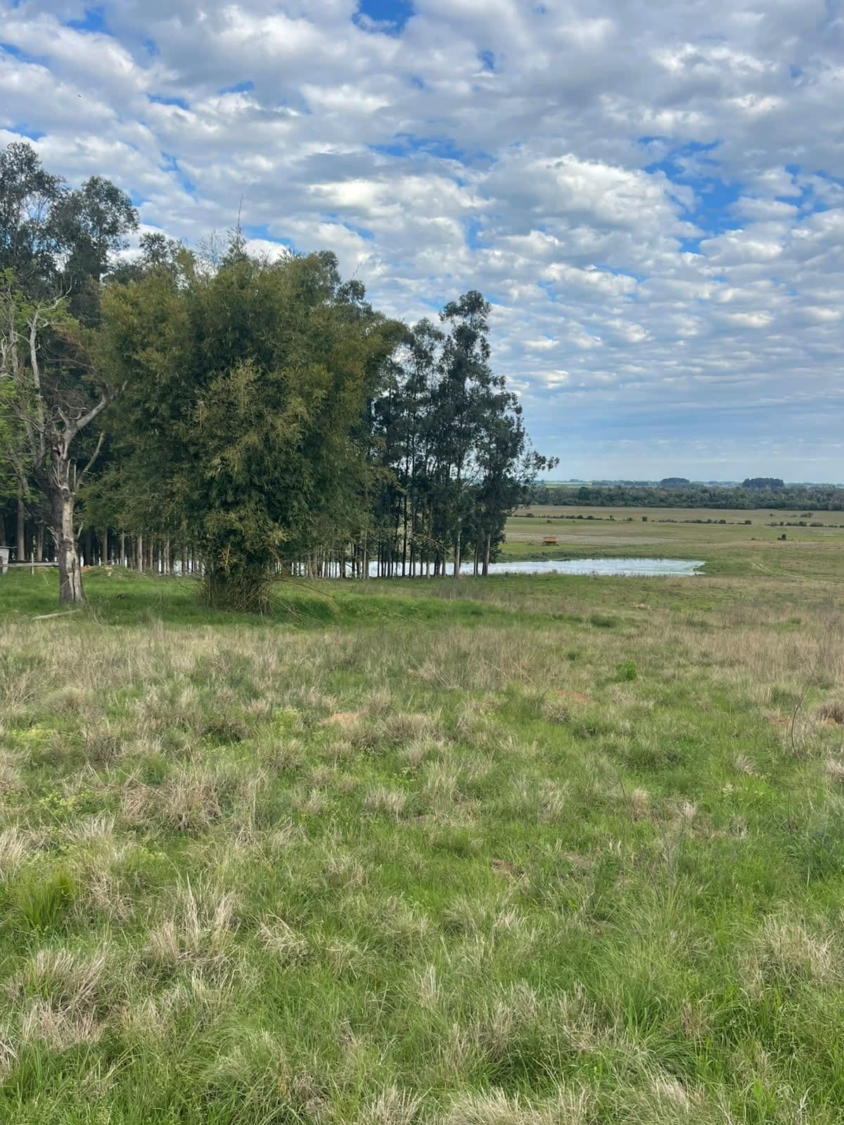 Campo à venda em Zona rural, Jaguari/RS — foto 5 de 23