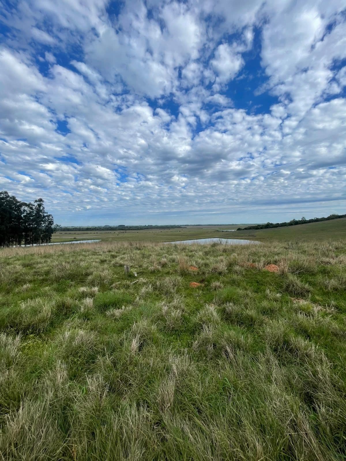 Campo à venda em Zona rural, Jaguari/RS — foto 7 de 23