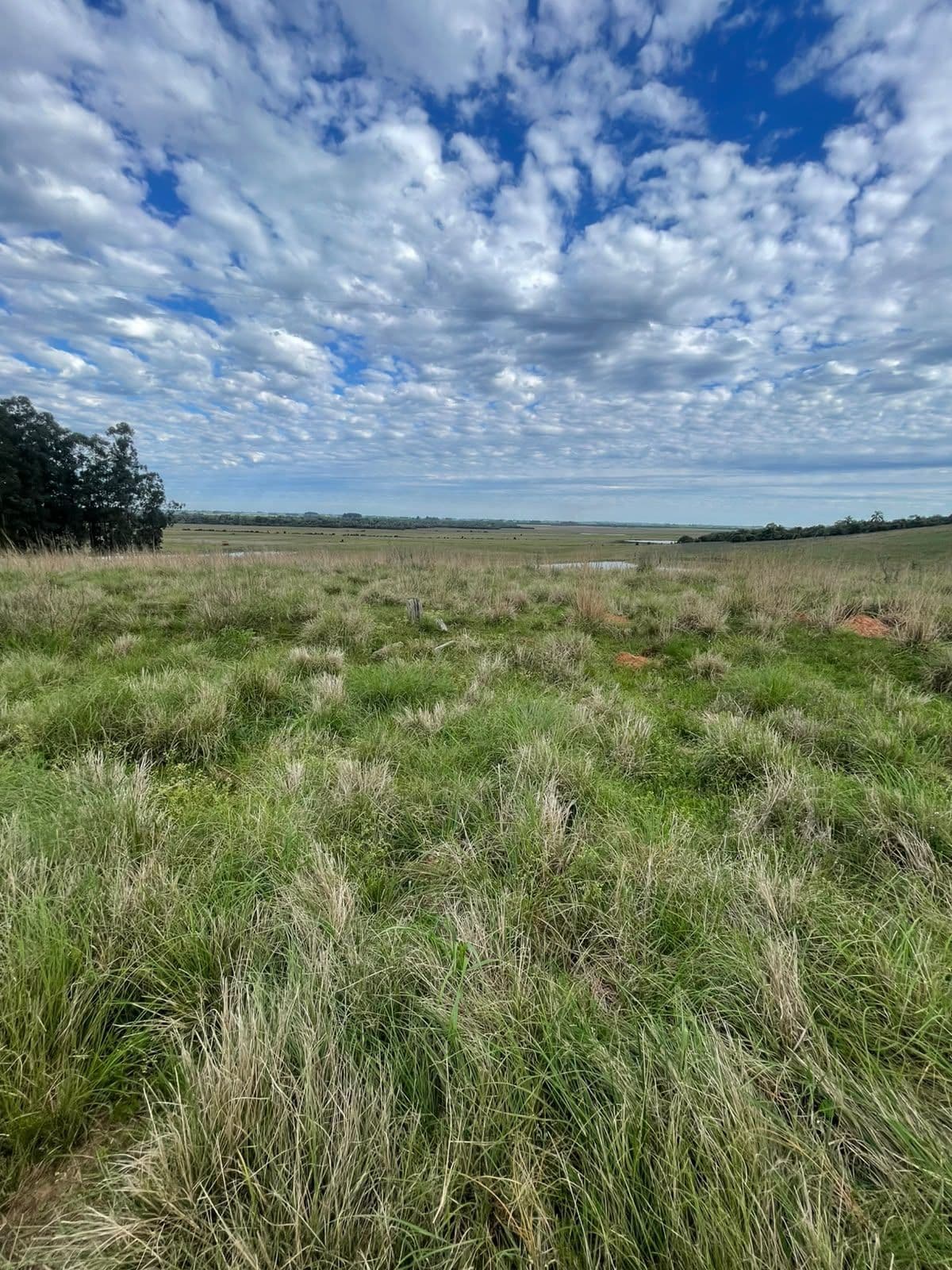 Campo à venda em Zona rural, Jaguari/RS — foto 20 de 23