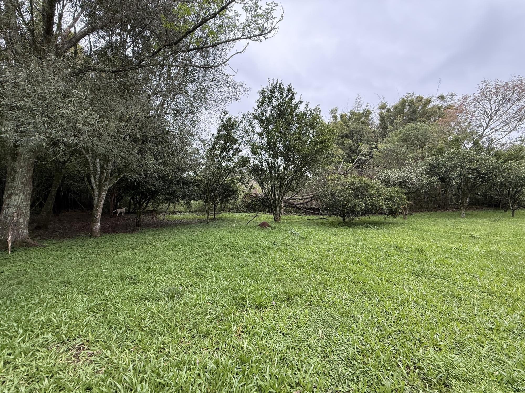 Terreno à venda em Pinheiro Machado, Santa Maria/RS — foto 6 de 8