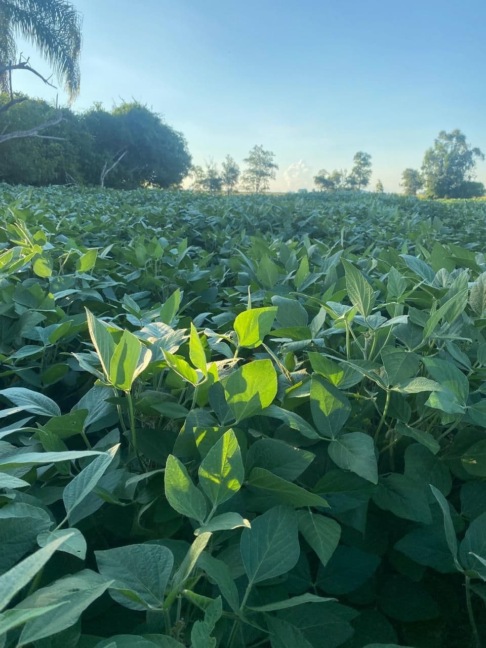 Campo à venda em Zona Rural, Capão do Cipó/RS