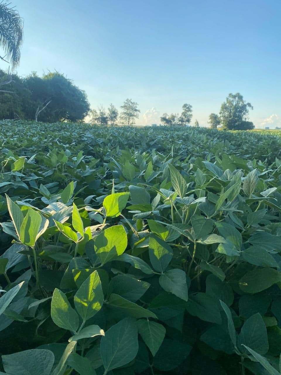Campo à venda em Zona Rural, Capão do Cipó/RS — foto 2 de 2