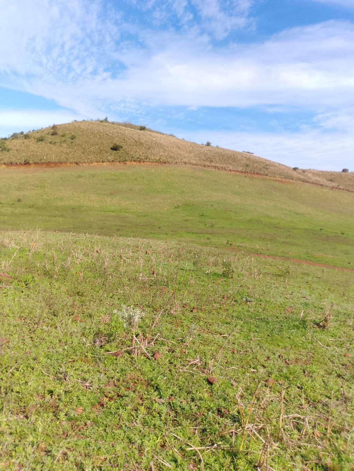 Terreno com vegetação e declive — Campo à venda em Zona Rural, Santiago/RS