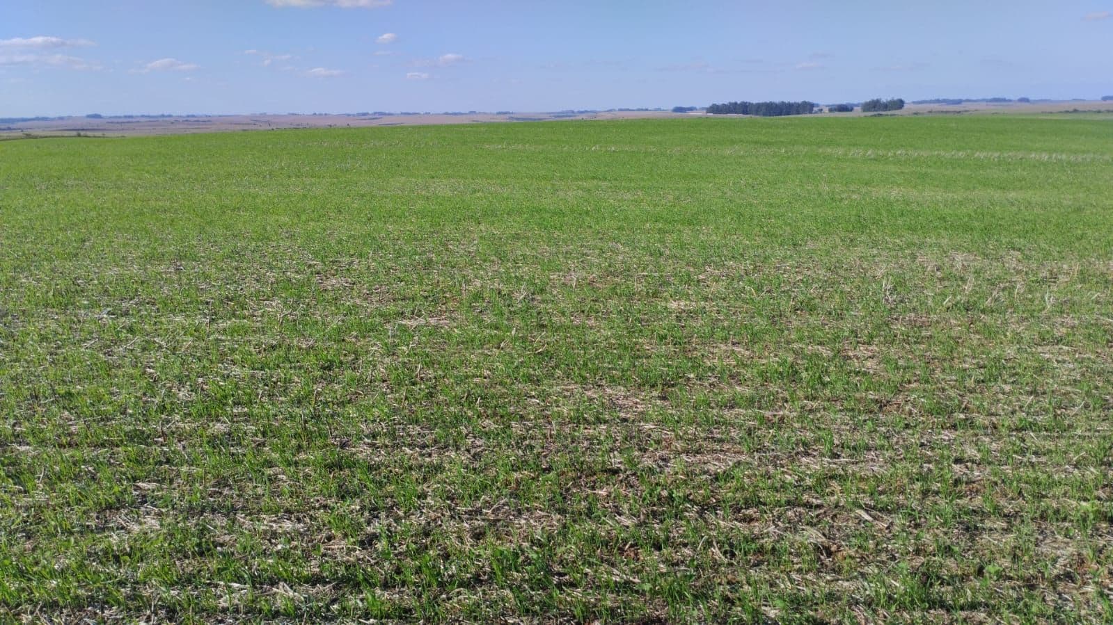 Terreno com plantação e vista panorâmica — Campo à venda em Zona rural, Tupanciretã/RS
