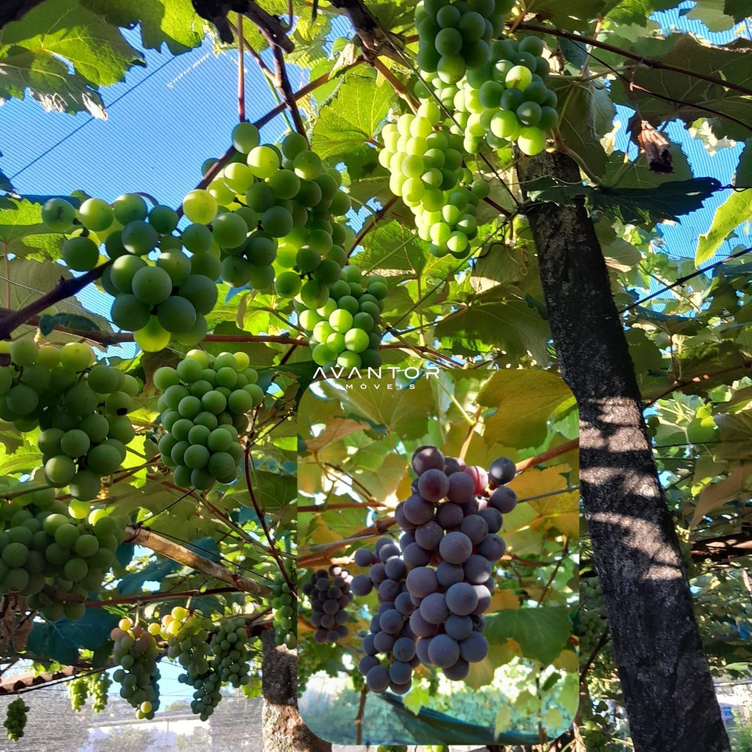 Fazenda com 3 quartos à venda em Rosa, São Sepé/RS — foto 5 de 14