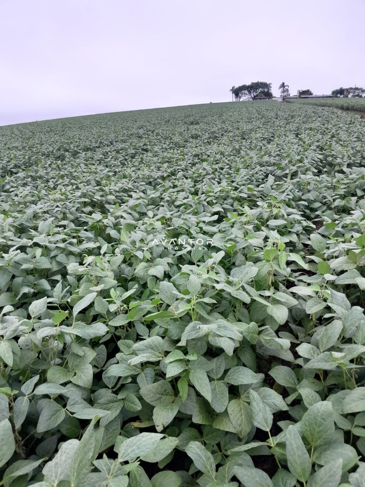 Fazenda com 3 quartos à venda em Rosa, São Sepé/RS — foto 7 de 14
