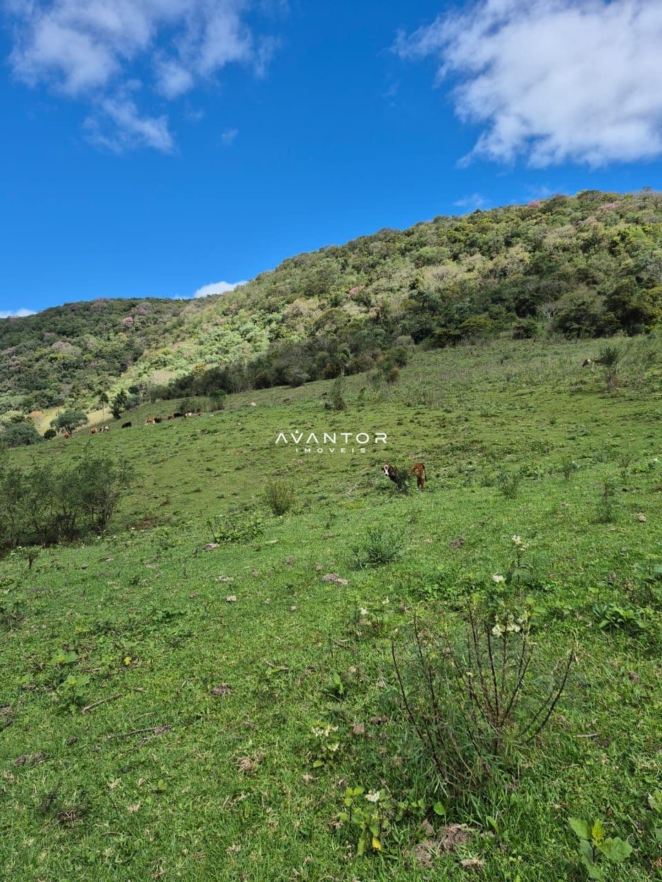 Campo à venda em Zona rural, São Martinho da Serra/RS — foto 2 de 10