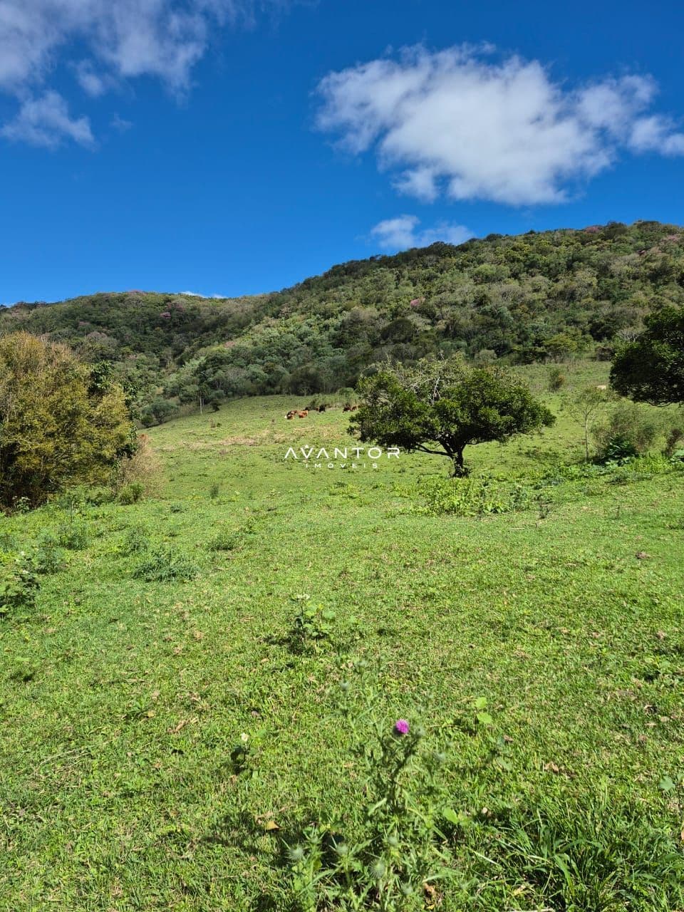 Campo à venda em Zona rural, São Martinho da Serra/RS — foto 7 de 10