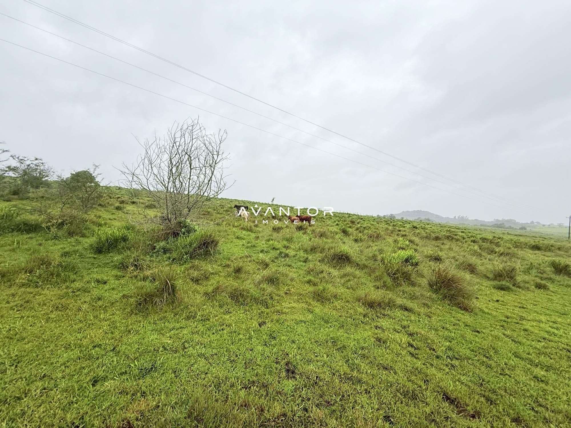 Campo à venda em Interior, Dilermando de Aguiar/RS — foto 14 de 14