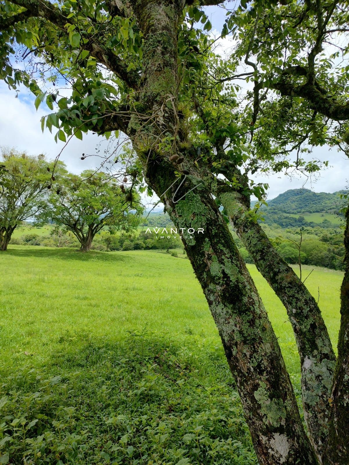 Chácara com 2 quartos à venda em Zona rural, São Martinho da Serra/RS — foto 7 de 7
