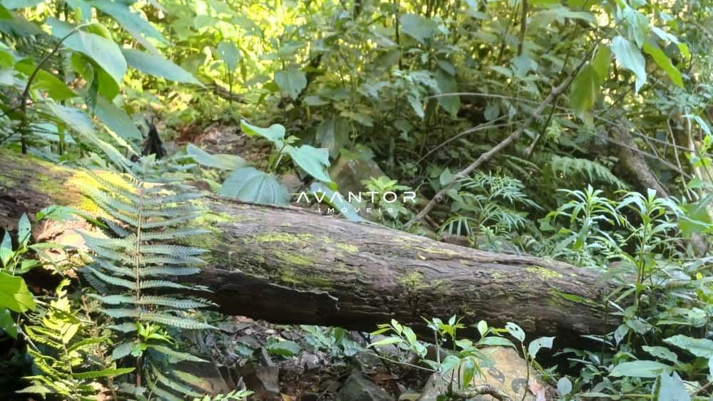 Chácara com 2 quartos à venda em Val de Buia, Silveira Martins/RS — foto 44 de 63