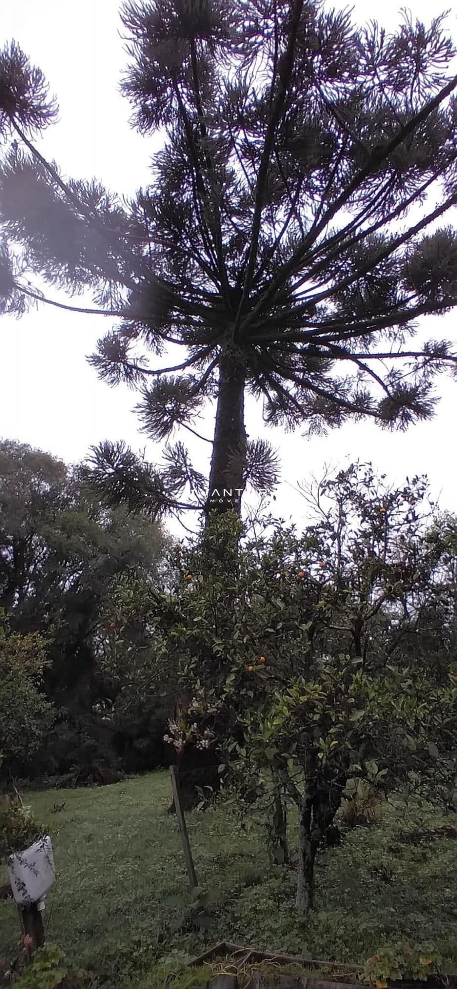 Chácara com 3 quartos à venda em Parque Serrano I, Itaara/RS — foto 6 de 14
