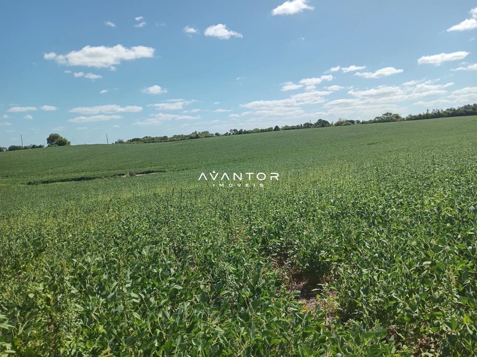 Campo à venda em Zona Rural, São Sepé/RS
