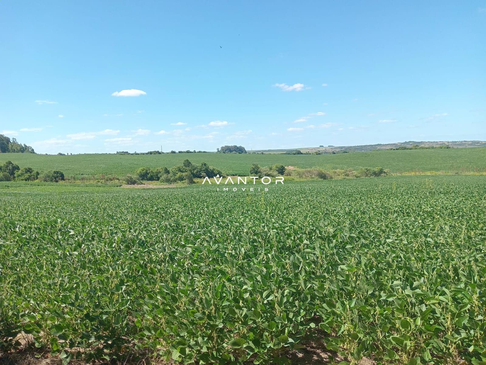 Campo à venda em Zona Rural, São Sepé/RS — foto 4 de 4