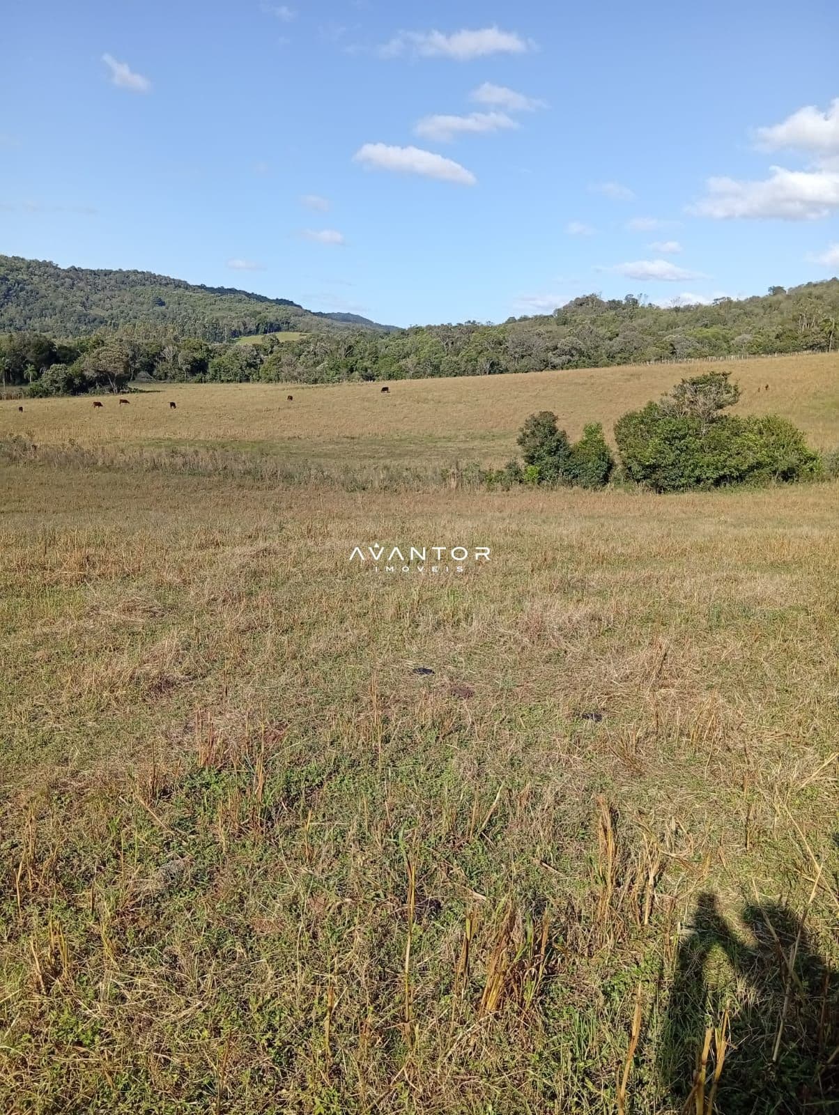 Terreno com vista para mata nativa — Campo à venda em Zona Rural, São Pedro do Sul/RS
