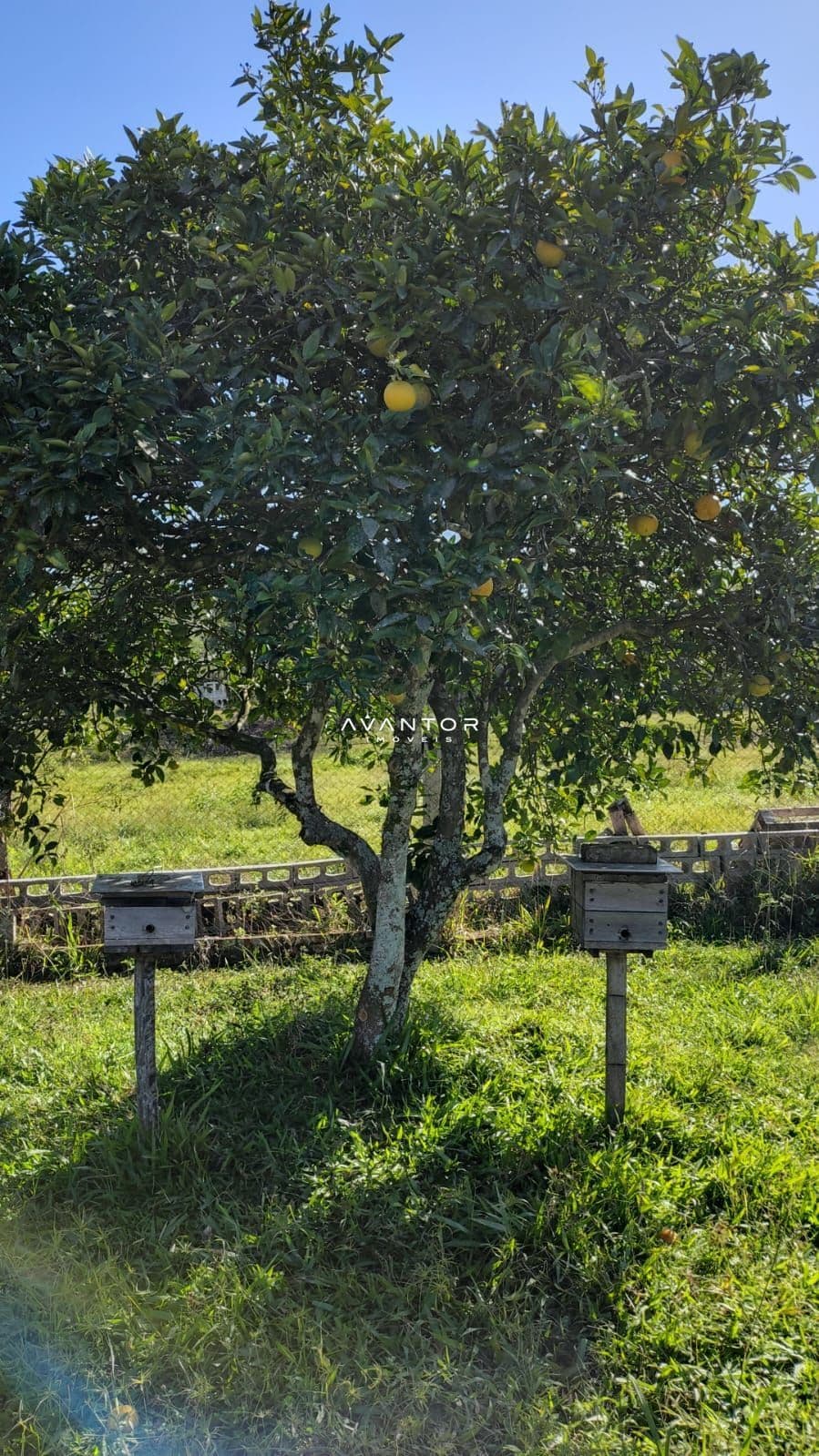 Casa com 2 quartos à venda em Boca do Monte, Santa Maria/RS — foto 4 de 4