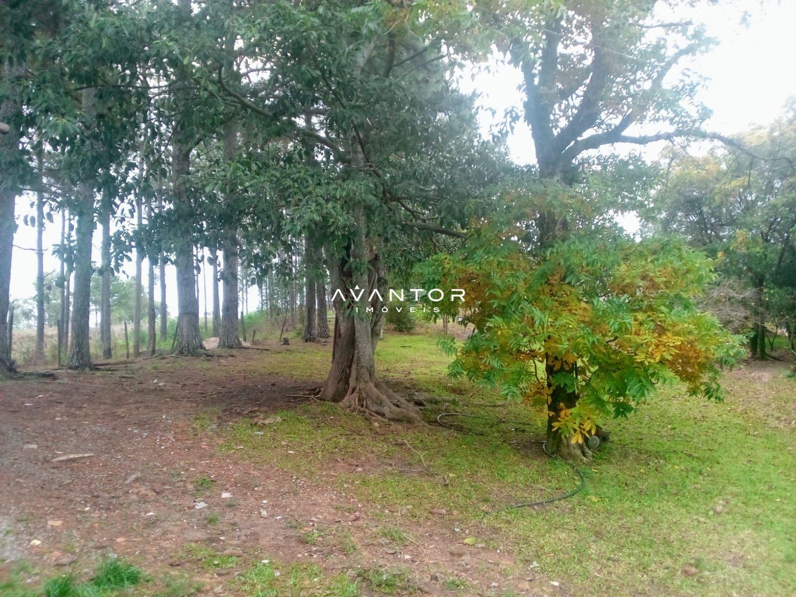 Chácara com 6 quartos à venda em Zona Rural, São Pedro do Sul/RS — foto 7 de 10