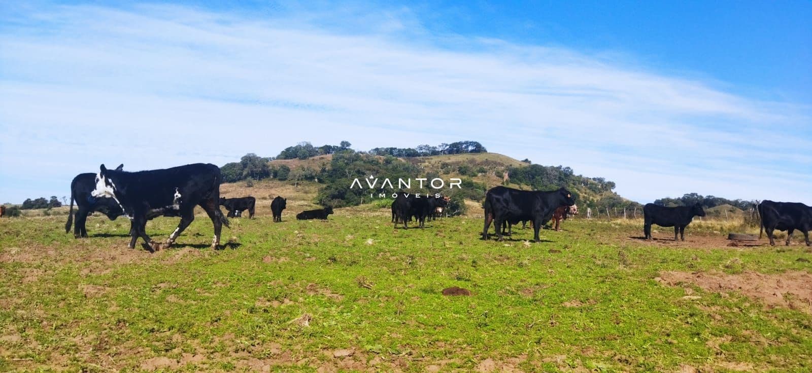 Campo à venda em Zona rural, São Martinho da Serra/RS — foto 3 de 5