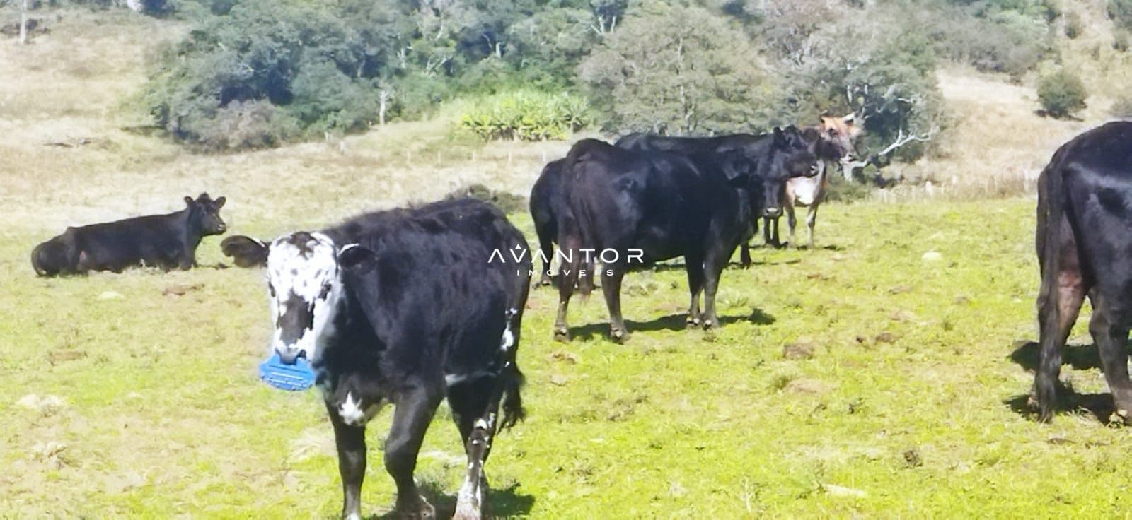 Campo à venda em Zona rural, São Martinho da Serra/RS — foto 4 de 5