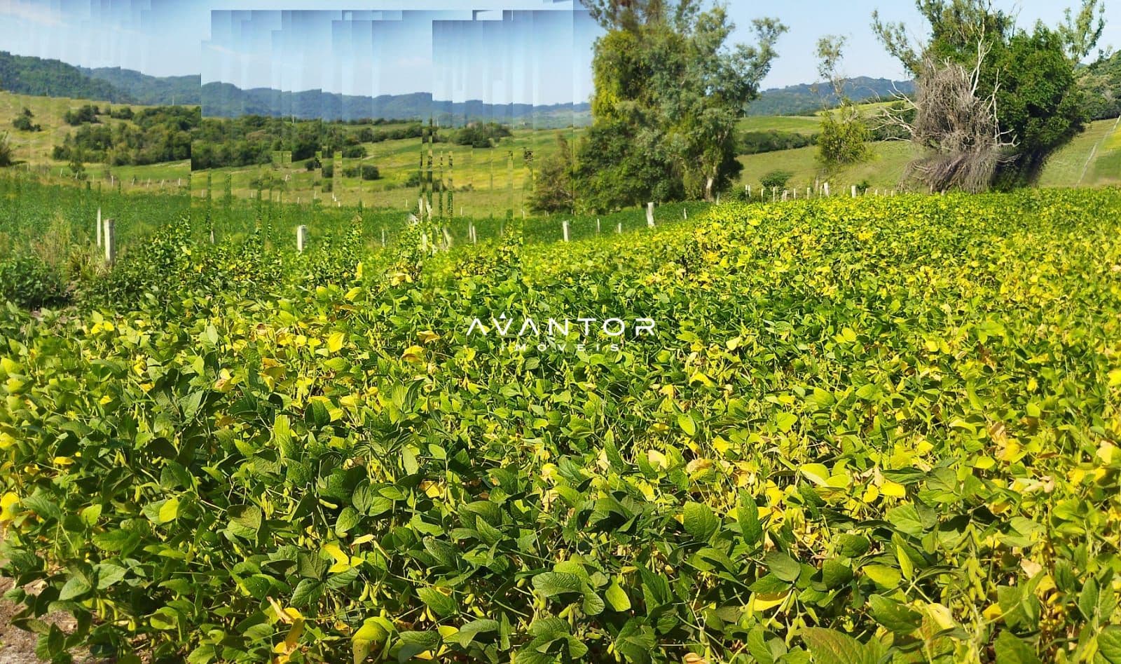 Campo à venda em Zona rural, São Martinho da Serra/RS — foto 5 de 5